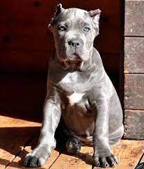 What happens every moment of those first few weeks determines the dog's lifetime experiences. Cria De Cane Corso Venta De Cane Corsos Comprar Cachorros Cane Corso Online