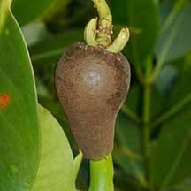 Image result for Rhizophora mucronata