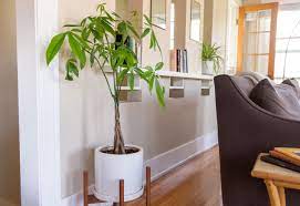 If the plant is not positioned as per vastu guidelines, then the impact could be negative leading to financial losses. The Feng Shui Money Plant And How To Place One