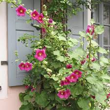 Image result for Alcea rosea
