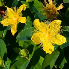 Image result for Hypericum humbertii
