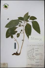 Image result for Lecanthus peduncularis
