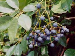 Image result for Cissus glaucophylla