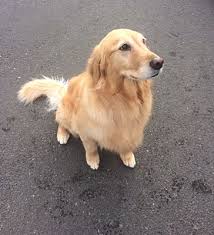 Maybe you would like to learn more about one of these? Vancouver Wa Golden Retriever Meet Halo A Pet For Adoption