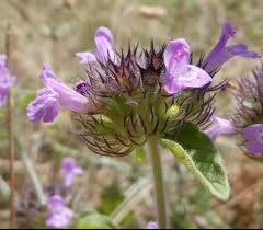 Image result for Clinopodium simense