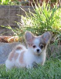 Pin On Fina Hundbilder