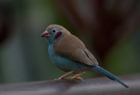 Local Birds Of Central Florida The Red Cheeked Cordon Bleu Beautiful Birds Bird Aviary Tropical Birds