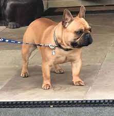 Finding a french bulldog puppy for sale near you may be your top priority. Strongjean French Bulldogs Home Facebook
