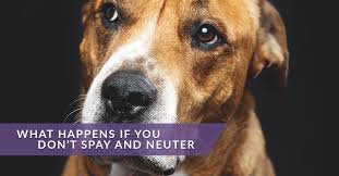 Strong breed kennels (cr 82) are required for applicable dogs over the. What Happens When You Don T Spay And Neuter Charlotte Veterinarian