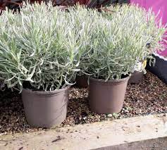 Growing lavender in moscow and moscow region. 9 Reasons Why Your Lavender Isn T Blooming And How To Solve It Gardener Report