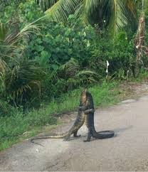 Sign Up Tumblr Animal Hugs Animals Cute Animals