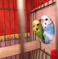 Gaziantep Kopek Alim Satim Home Facebook