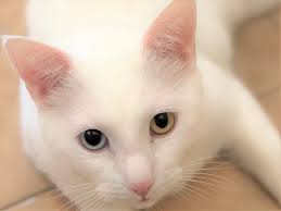 ✓ free for commercial use ✓ high quality images. Turkish Angora Different Eye Color Senseicat Steemit