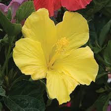 Common problems include yellow leaves, flower buds dropping and avoid placing them in drafty areas, near radiators, on tvs, or in entryways where they will be blasted with cold air from time to time. 11 In Yellow Hibiscus Plant 4355 The Home Depot