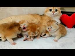 11 Days After Birth Adorable Cutie Meowing Kittens Video 2020 Asmr Youtube In 2020 Kitten Gif Cute Kitten Gif Kittens Cutest