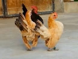 Eggs are much smaller than traditional chicken eggs. Serama Emo Malaysian Serama For Sale