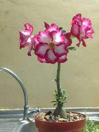 Adenium Obesum Is A Species Of Flowering Plant In The Dogbane Family Apocynaceae That Is Native To The Sahel Regions South Of Th Desert Rose Adenium Flowers