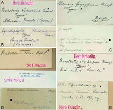 Image result for Schizochilus sulphureus