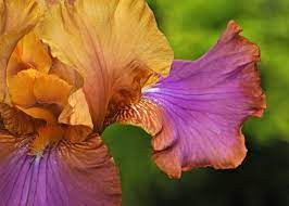 Purple Orange Most Beautiful Flowers Amazing Flowers Beautiful Flowers