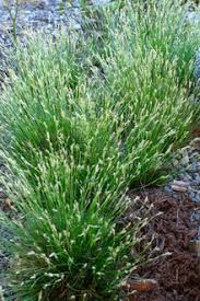 Image result for Carex conferta