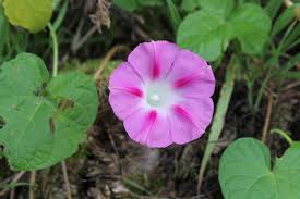 Image result for Ipomoea barteri