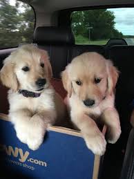Look at pictures of puppies in charlotte who need a home. Golden Retriever Puppies For Sale North Pine Street Charlotte Nc 331797