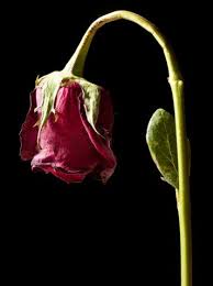 Black Background With Rose A Wilted Rose On A Black Background In 2020 Wilted Rose Wilted Flowers Dead Rose Tattoo