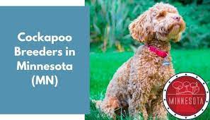 See our availble puppies page for details. 9 Cockapoo Breeders In Minnesota Mn Cockapoo Puppies For Sale Animalfate
