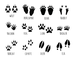 Details About The Mountain Room Stacy Risenmay Animal Footprints Animal Tracks Bear Paw Print