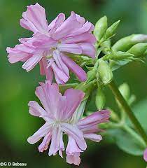 ▲ stem leaves on mature plant. Bouncing Bet Soapwort Saponaria Officinalis L