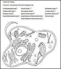 We did not find results for: Cells Worksheets Plant And Animal Cells Animal Cell Cells Worksheet