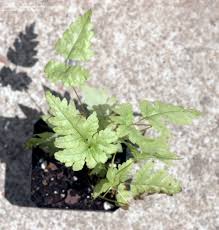 Image result for Tectaria gemmifera