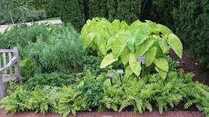 Beautiful boston ferns are elegant indoor décor and classic choices for hanging on your shaded or partly shaded porch. How To Grow A Boston Fern Sword Fern Indoors Or Outdoors Dengarden