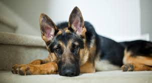 Pour plus d'informations la concernant ou pour un contact rapide, n'hésitez pas à prendre contact. Chien De Garde Ou De Defense Choisir Et Proteger Sa Maison