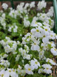 Image result for Arabis alpina