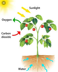 Web Chart Of Plants Photosynthesis Brainly In