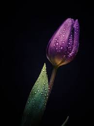 Mulai dari warna kuning, ungu, warna merah dan lain bunga ini tidak kalah cantik dengan gambar bunga tulip putih. 41 Ide Bunga Ungu Bunga Ungu Ungu Bunga