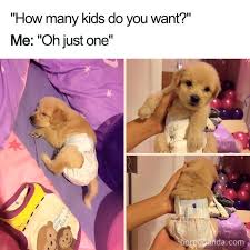Funny Pets Over Kids Memes Cute Animals Cute Funny Animals Cute Baby Animals