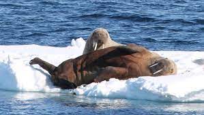 Svalbard is a group of islands located between the arctic ocean, barents sea, greenland sea, and the norwegian sea. Svalbard S 12 Most Iconic Animals