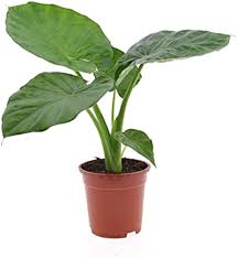 Image result for Marquesia macroura