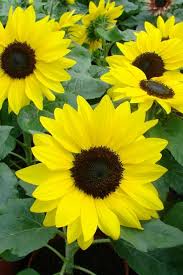 It turns out that you can't be too careful when it. Growing Sunflowers How To Plant Care For Sensational Sunflowers Garden Design