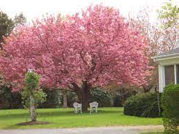 Kwanzan flowering cherry prunus serrulata 'kwanzan' height: Pin By Cathy Conklin On For The Love Of Gardening Flowering Cherry Tree Pink Flowering Trees Japanese Cherry Tree
