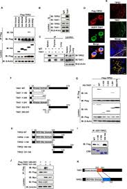 Fokuslah pada 20% yang menghasilkan 80% omzet anda. Tipe2 Tumor Necrosis Factor A Induced Protein 8 Like 2 Is A Novel Negative Regulator Of Tak1 Signal Journal Of Biological Chemistry