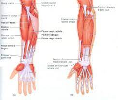The antibrachial or forearm muscles may be divided into a volar and a dorsal group. Muscles In The Arm Diagram Koibana Info Forearm Muscles Human Body Anatomy Arm Muscles