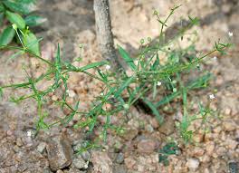 Image result for Oldenlandia lancifolia