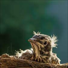 Me Bad Hair Day By Rick Lieder Jungledragon