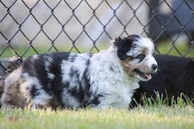 Aussie pups can be toy, mini, or standard. Velma Asdr Miniature Australian Shepherd Pupper For Sale At Owensboro Kentucky Miniature Australian Shepherd Australian Shepherd Australian Shepherd Puppies