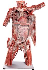 In order to stress this muscle and to check for length test, we are going reverse the action by extension, external rotation and horizontal abduction without letting the torso rotate while performing extension and external rotation, place your one hand on the patient forearm and with the other hand push the shoulder anterior from posterior. Silicone Plastinates Torso
