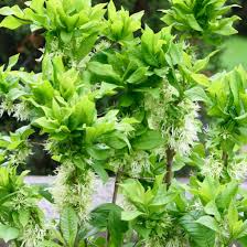 Image result for Chionanthus niloticus
