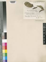 Image result for Ficus stuhlmannii